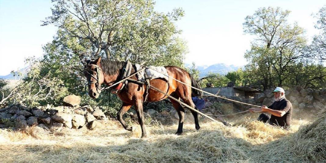 Erciyes eteklerinde yaşatılan gelenek: ‘Düven sürme’ olarak biliniyor, 3 arkadaş yapıyor! 4
